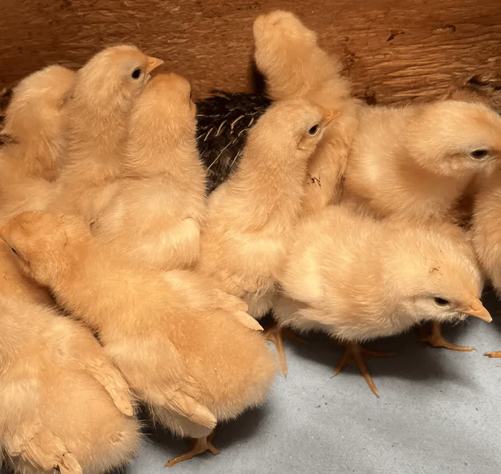 buff orpington eggs for sale - Image 2