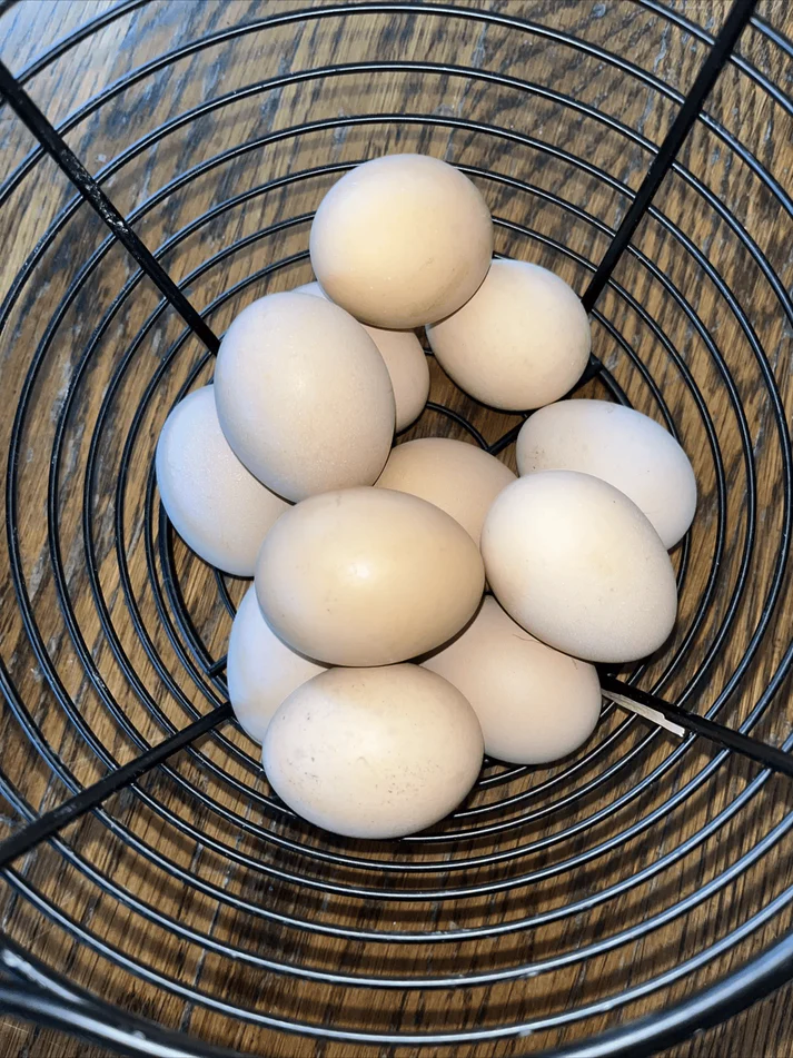 buff orpington eggs for sale - Image 3