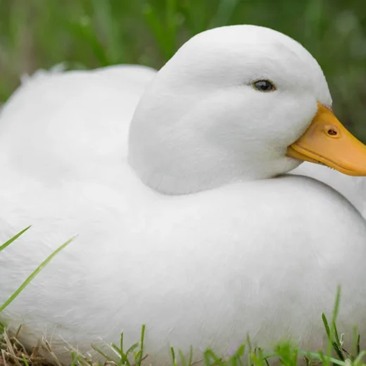 Call Ducks