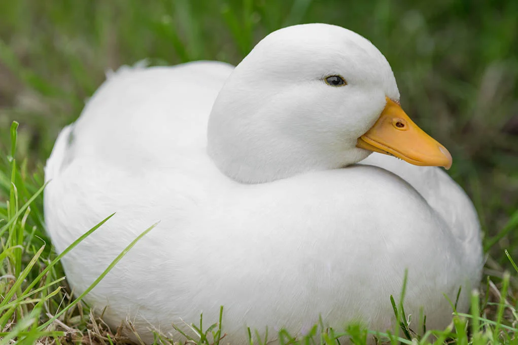Call Ducks
