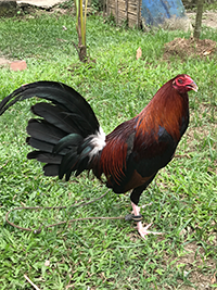 Purebred CaRaBlades game roosters for sale