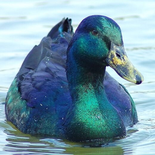Cayuga Duck