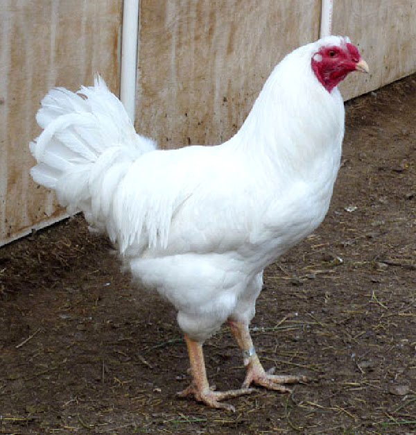 WHITE CHANTECLER CHICKS, NOT SEXED - Image 2