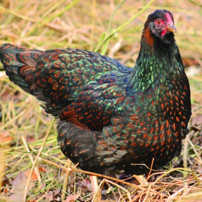 barnevelder laying hens
