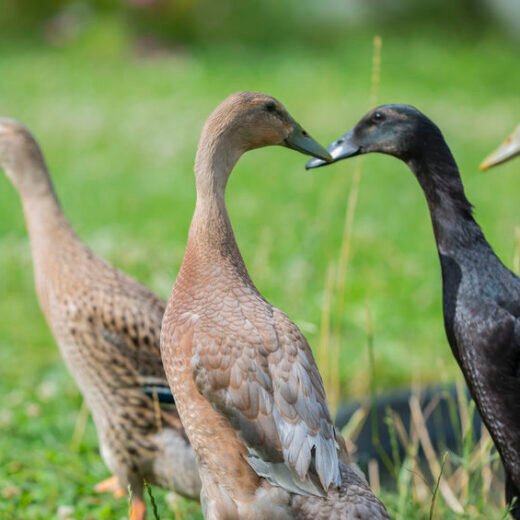Buy Chocolate Runner Duck For Sale