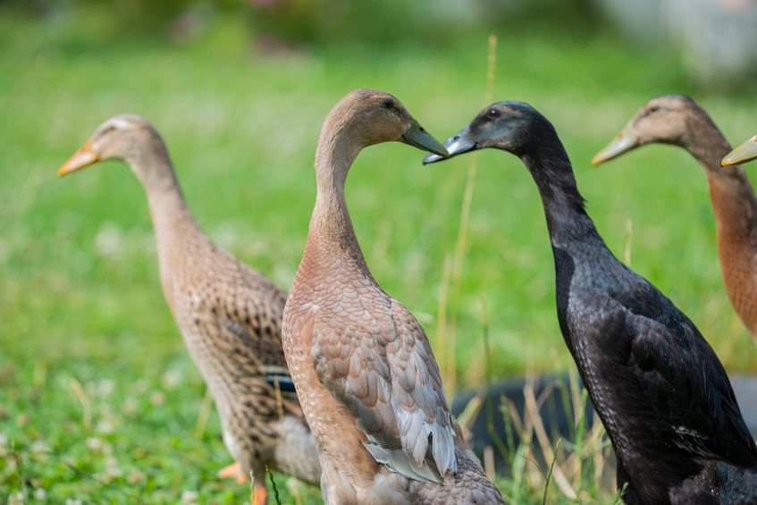 Buy Chocolate Runner Duck For Sale