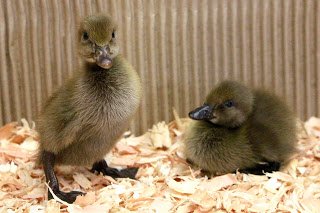 Buy Chocolate Runner Duck For Sale - Image 2