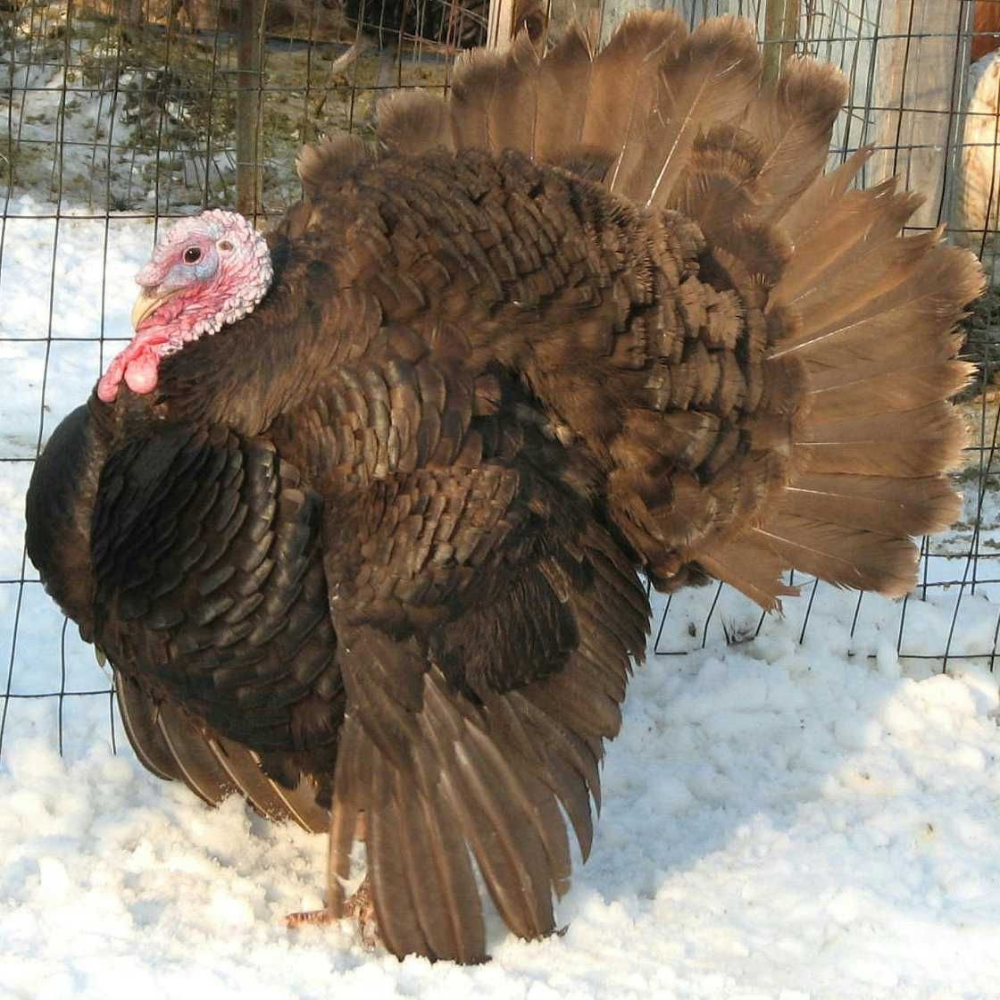 Rare Chocolate Turkey For Sale