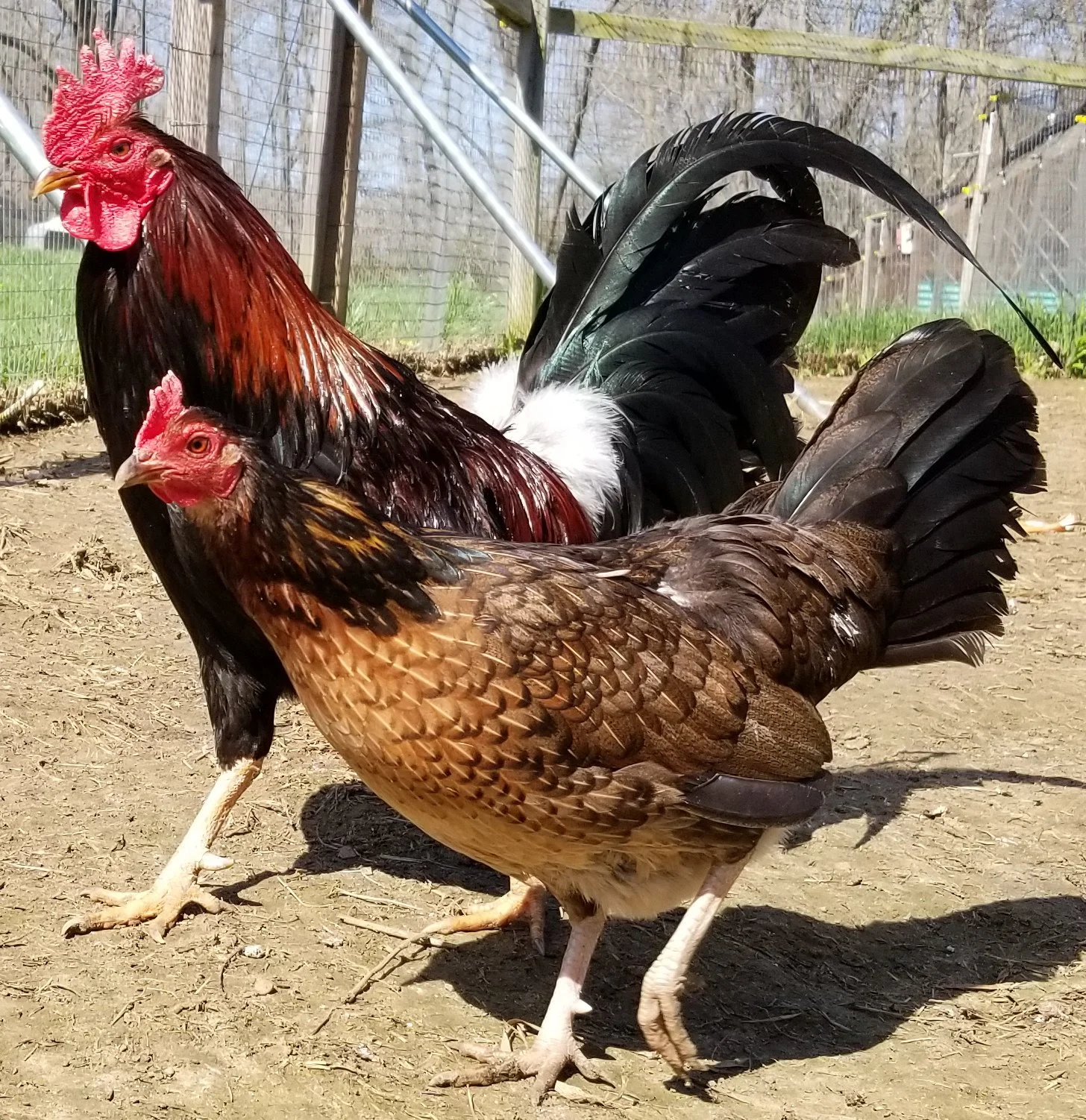 Madigan Claret Cock for Sale - Image 2
