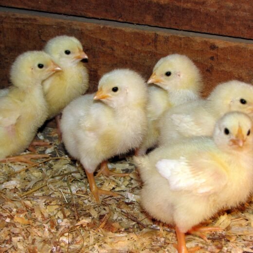 Buy sexed Rosecomb (RC) Nankin Bantam day-old chicks