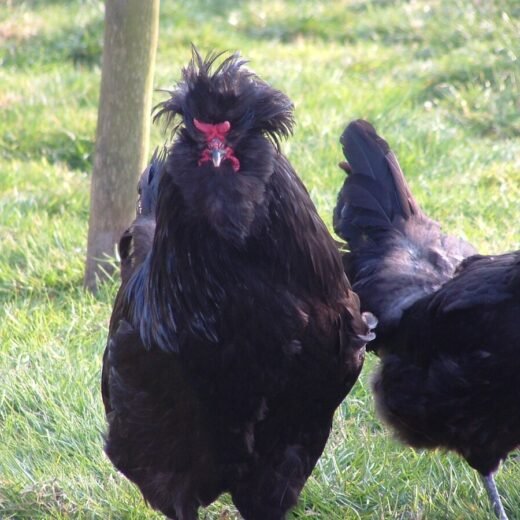 Crevecoeur Chickens