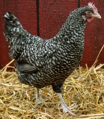 cuckoo maran hens for sale