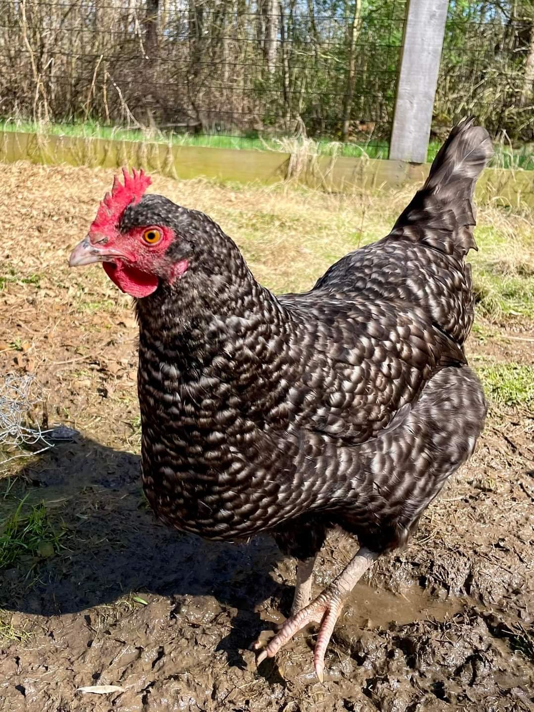cuckoo maran hens for sale - Image 3