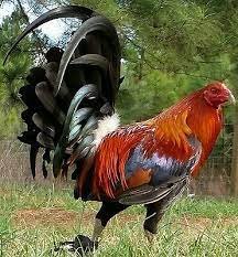 Buy Dark Hatch cock For Sale Now