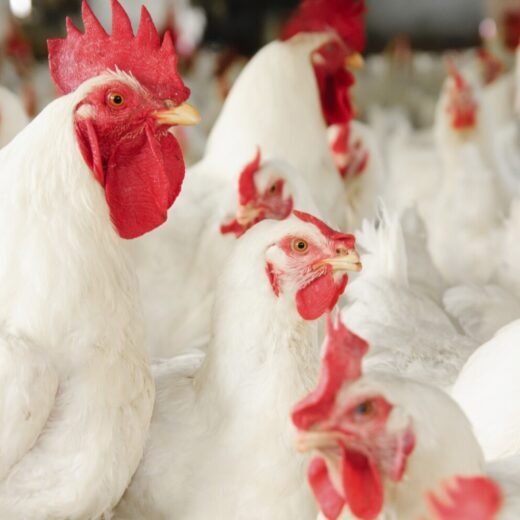 Delaware Broiler Chickens
