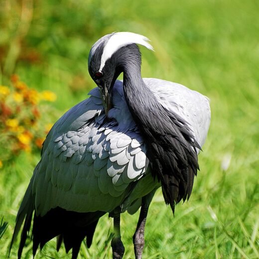 Demoiselle Crane