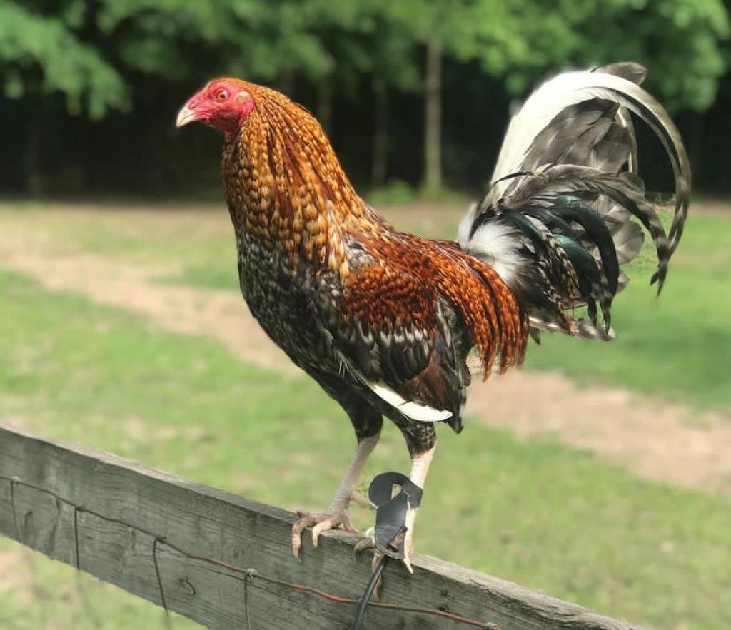 Purebred Dom Gamefowl Stags For Sale - Image 5
