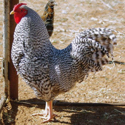 Dominique roosters