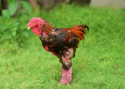 Buy purebred Dong Tao (Dragon Chicken) roosters online