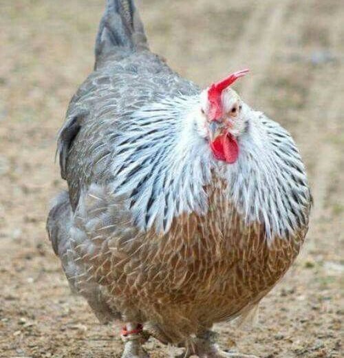 Silver Dorkings Chicken