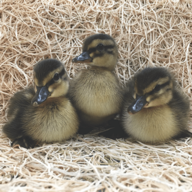Buy sexed live Mallard day-old ducklings online