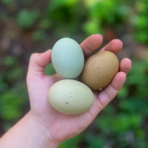 fertile Frizzled Olive Egger hatching eggs