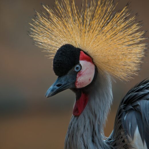 East African Crowned Crane
