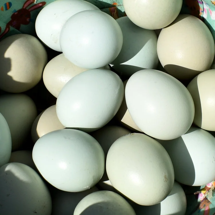 fertile Easter Egger hatching eggs online - Image 4