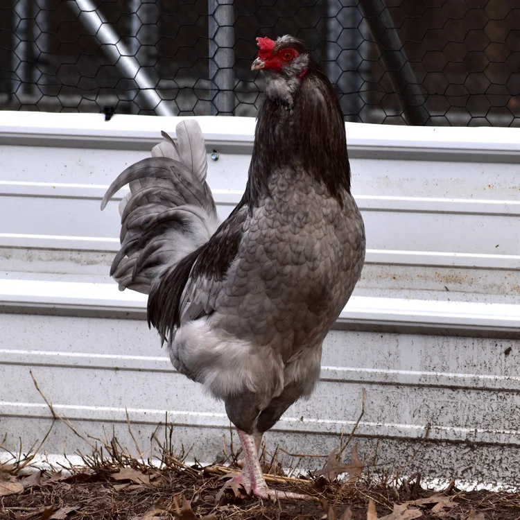 fertile Easter Egger hatching eggs online - Image 3