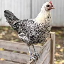 Egyptian Fayoumis Chickens