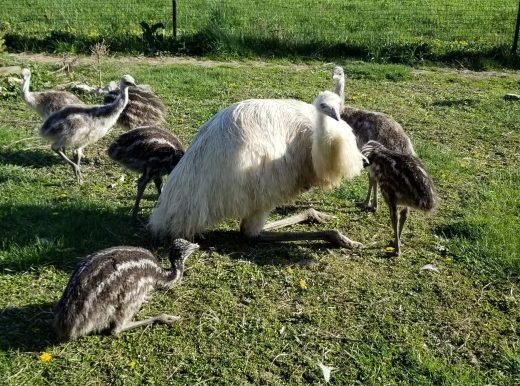 Emus chicks