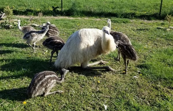 Emus chicks