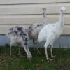 Emus chicks - Image 2
