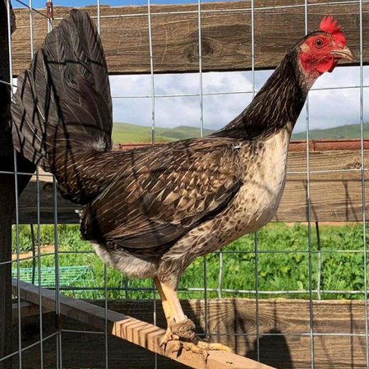 Brassback Albany Hens for Sale