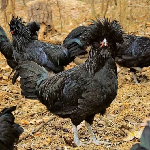 crevecoeur hens for sale