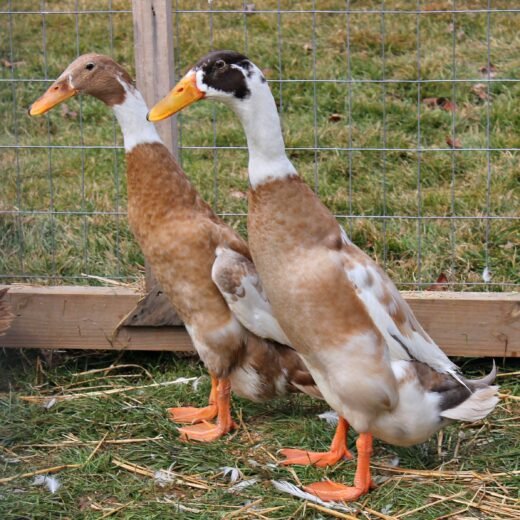 Fawn and White Runner Ducks