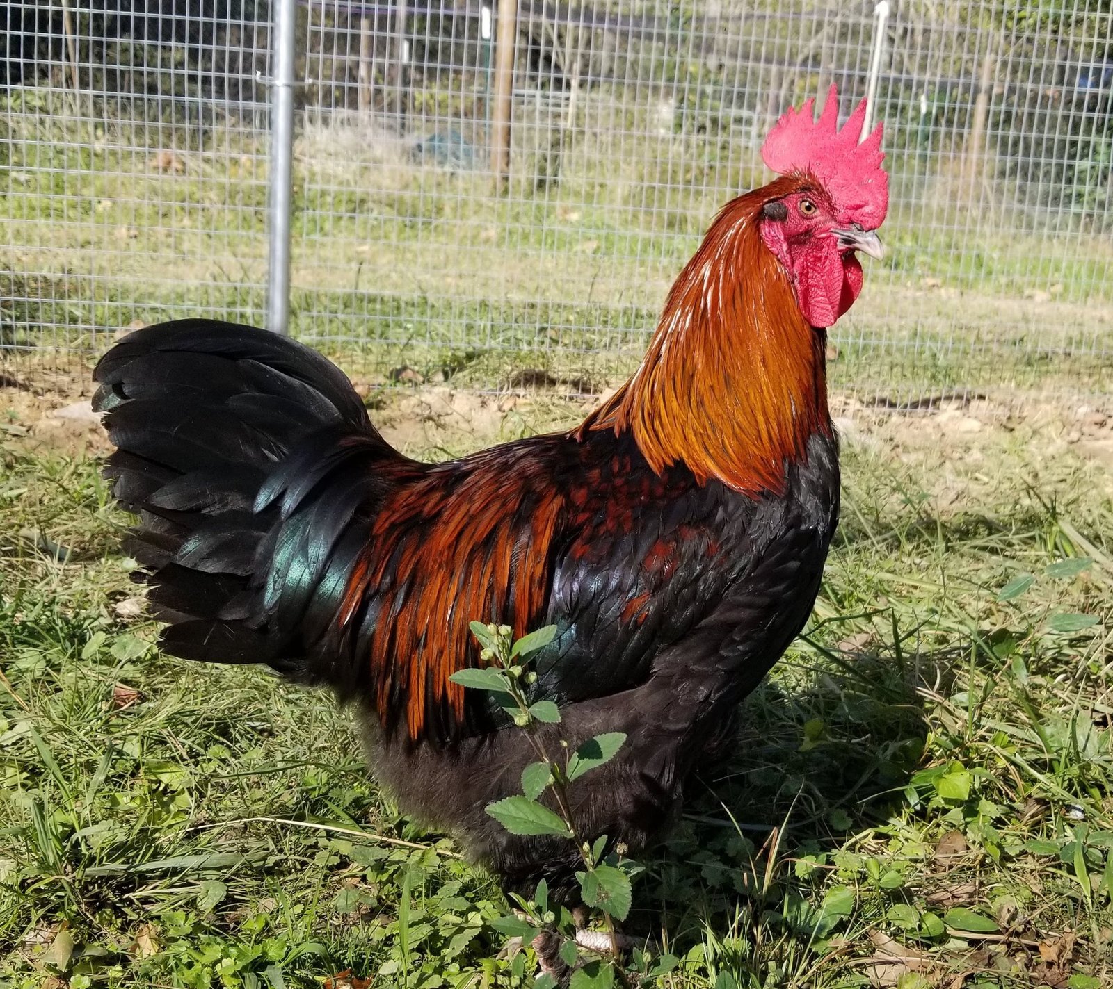 black copper marans roosters for sale - Image 2
