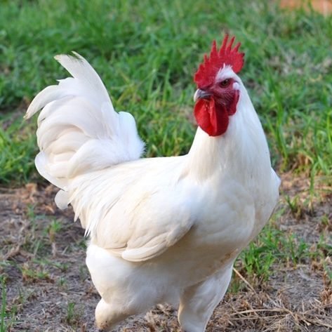 Buy French Bresse Chicken For Sale