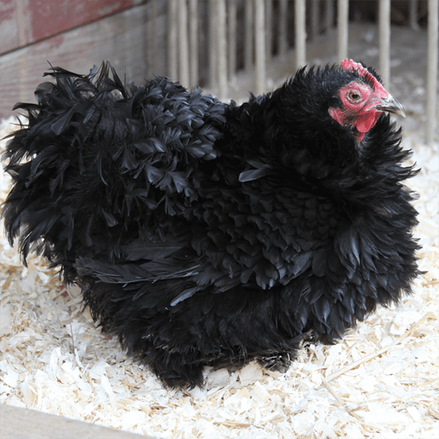 black frizzle cochin chickens for sale