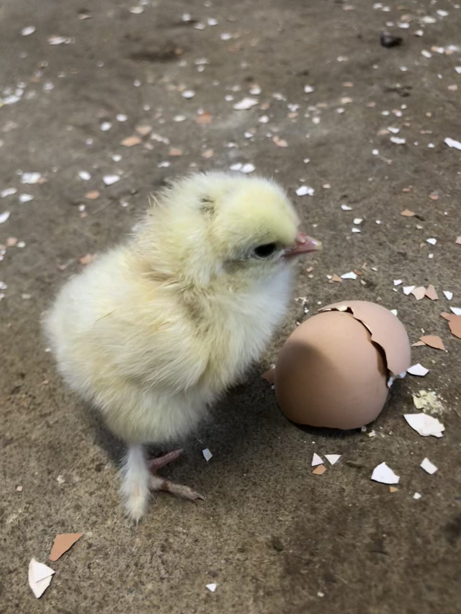 light brahma chicks for sale - Image 2