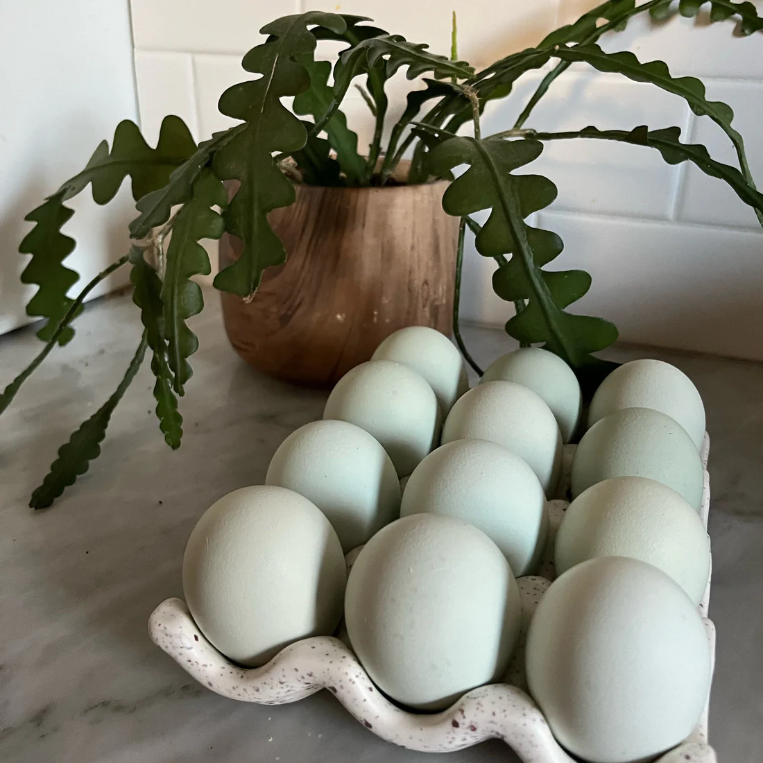 ermine ameraucana chickens for sale - Image 3