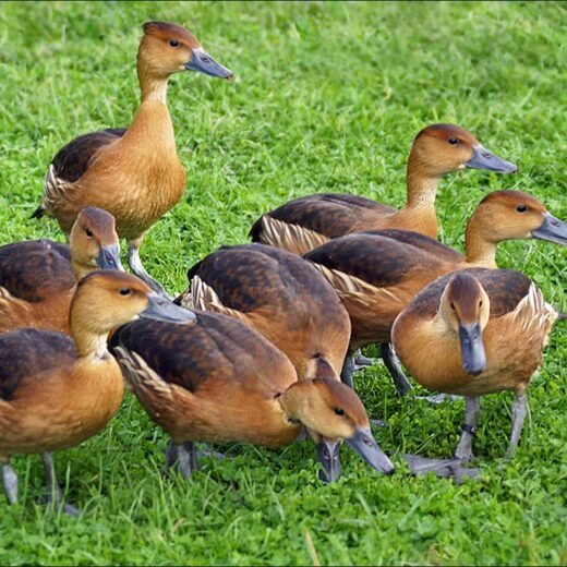Buy Fulvous Tree Duck