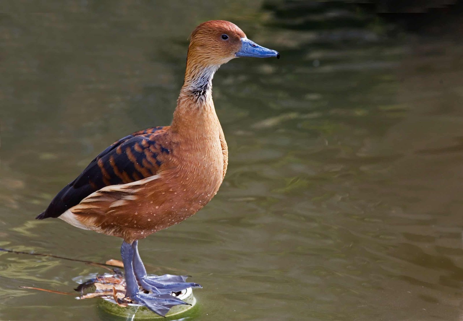 Buy Fulvous Tree Duck - Image 2