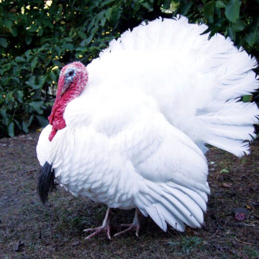 Giant White Turkeys