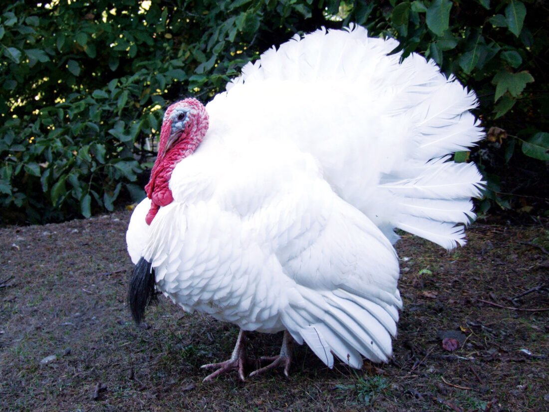 Giant White Turkeys