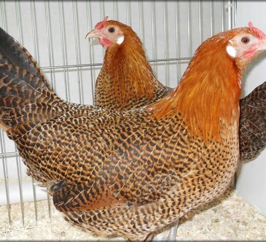 Golden Campines Chickens