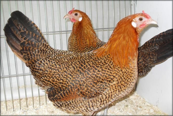 Golden Campines Chickens