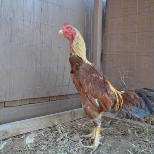 Golden Pumpkin Brazilian rooster for sale