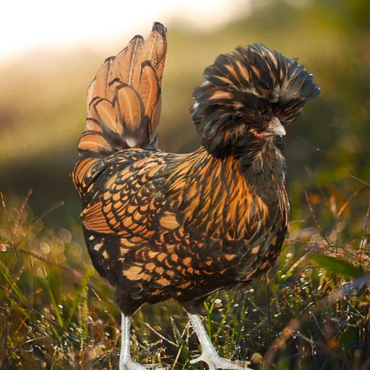 Gold Laced Polish Chicken