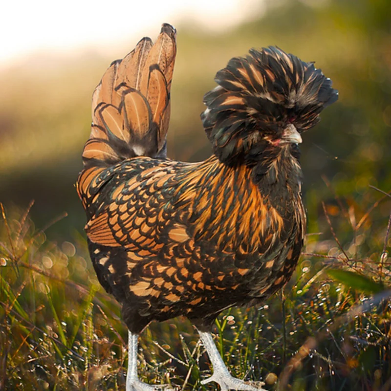 Gold Laced Polish Chicken